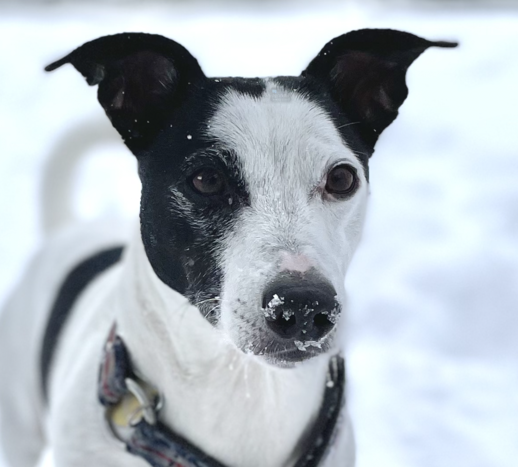 Balu with a little snow on his nose